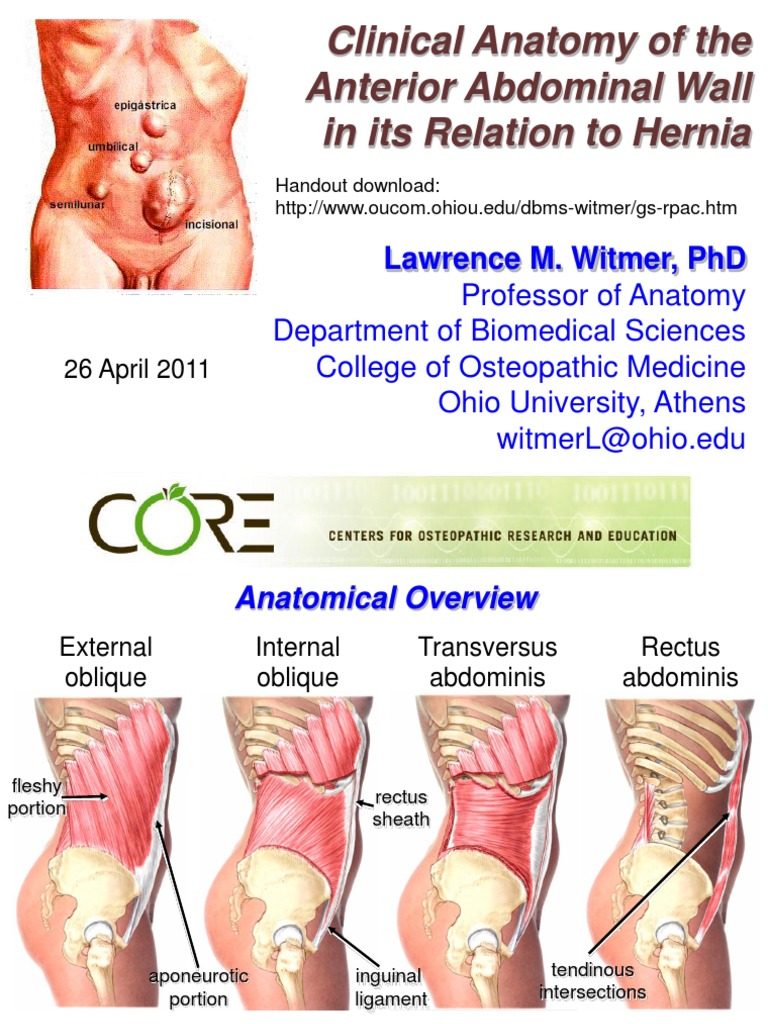 Anatomy Abdominal Wall and Hernias | PDF | Abdomen | Soft Tissue