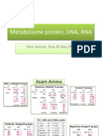 Metabolisme Protein DLL