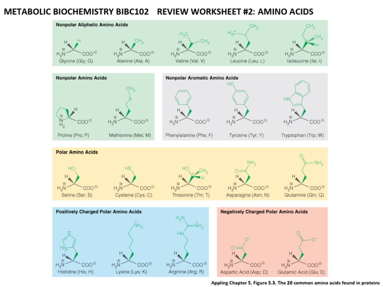 Review Worksheet 2 Amino Acids Structures and Abbreviations PDF Biochemistry Chemistry