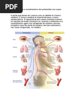 A adrenalina e a noradrenalina são produzidas nas supra.docx