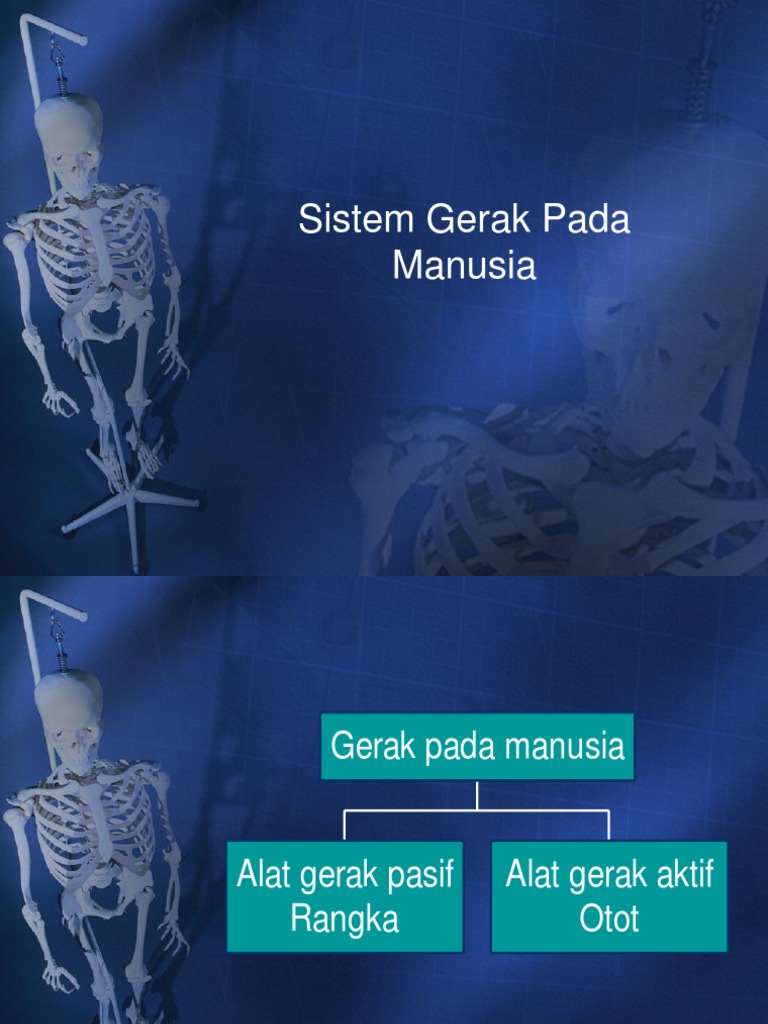 Sistem Gerak Pada Manusia Pdf