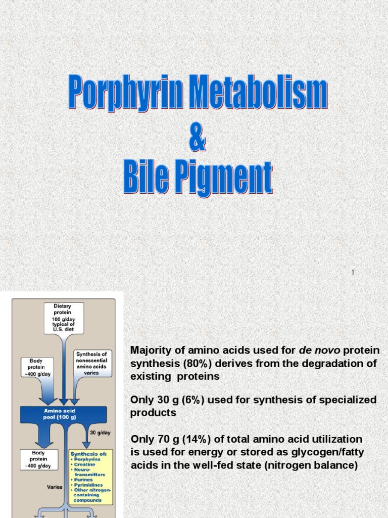 Metabolisme Porfirin 2013 | PDF | Porphyrin | Biochemistry