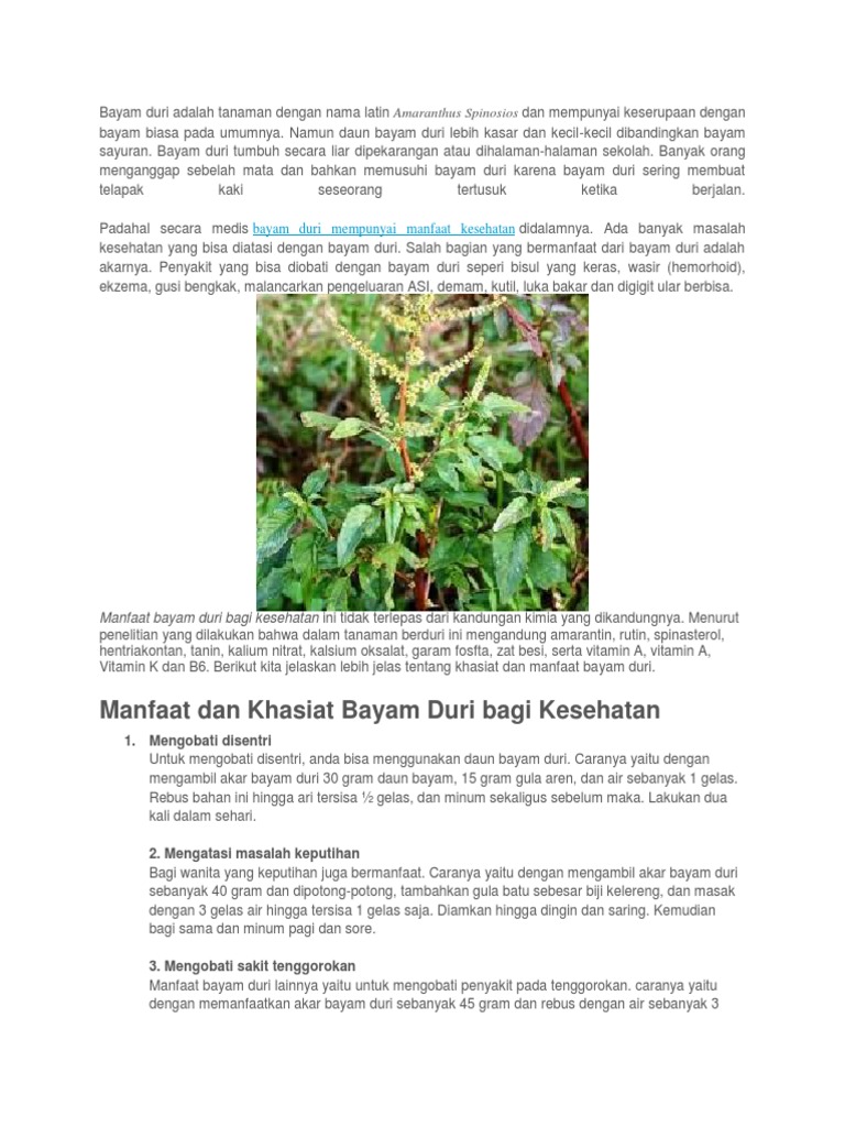 Bayam Duri Adalah Tanaman Dengan Nama Latin