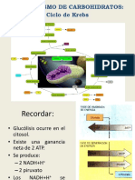 Cap3b.ciclo de Krebs