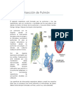 Practica 2 Pulmon