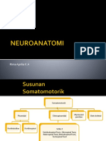 NEUROANATOMI