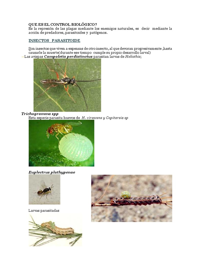 Control Biológico de Insectos Plaga | PDF | Insectos beneficiosos ...