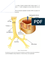 Anatomie bonhi part2