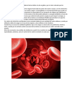 Funciones de los glóbulos rojos y transporte de oxígeno