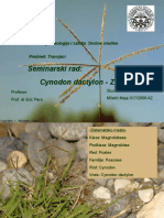 Cynodon Dactylon - Zubača