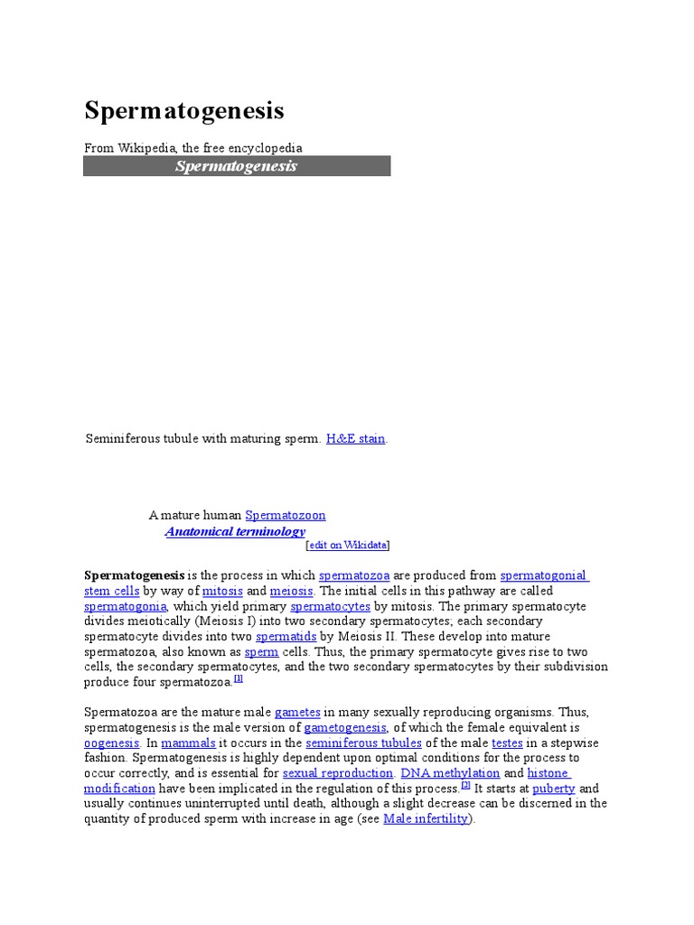 Spermatogenesis thesis 03 image