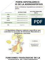 Hipotalamo Funciones