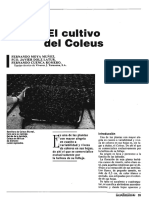 El Cultivo de Coleus