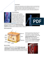 Sistemas Del Cuerpo Humano y Sus Funciones