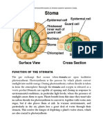 Function of The Stomata