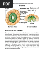 Function of The Stomata