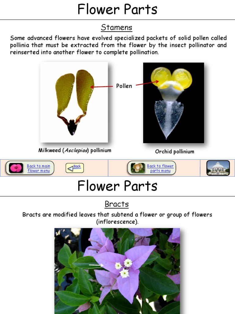 Stamens.pdf Flowers Garden Plants