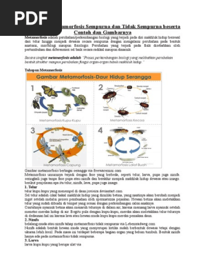 82 Hewan Metamorfosis Sempurna Beserta Gambarnya Terbaru