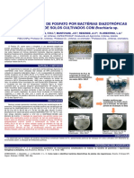 SOLUBILIZAÇÃO DE FOSFATO POR BACTÉRIAS DIAZOTRÓFICAS ISOLADAS DE SOLOS CULTIVADOS COM Brachiaria Sp.