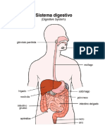Sistema Digestivo Imagen