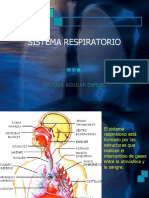 1.Sistema respiratorioD