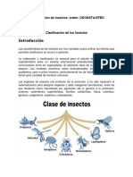 Clasificación de Los Insectos