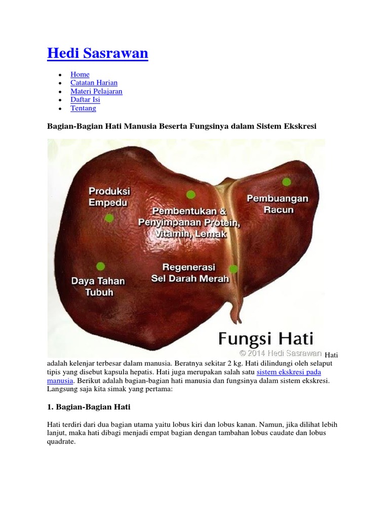 Download 62 Koleksi Gambar Hati Dalam Sistem Ekskresi Terbaru 