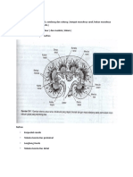 Histologi Ginjal