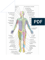 Dermatomas