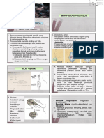 6.konsep Dasar Protozoa PDF