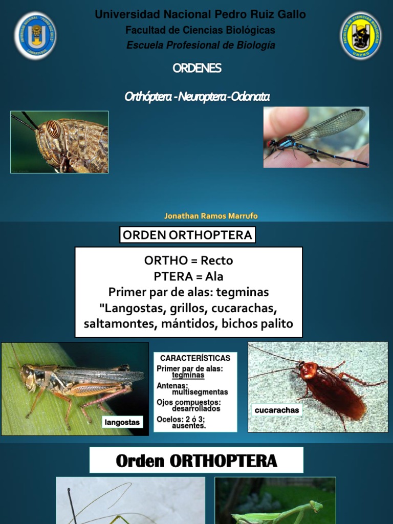 Sistematica Artropodos | PDF | Insectos | Hexapoda