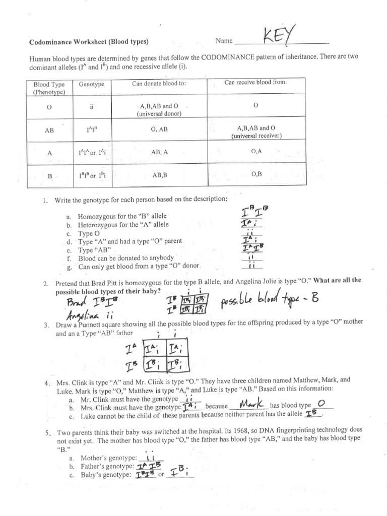 Bloodtypes Worksheet Key PDF | PDF