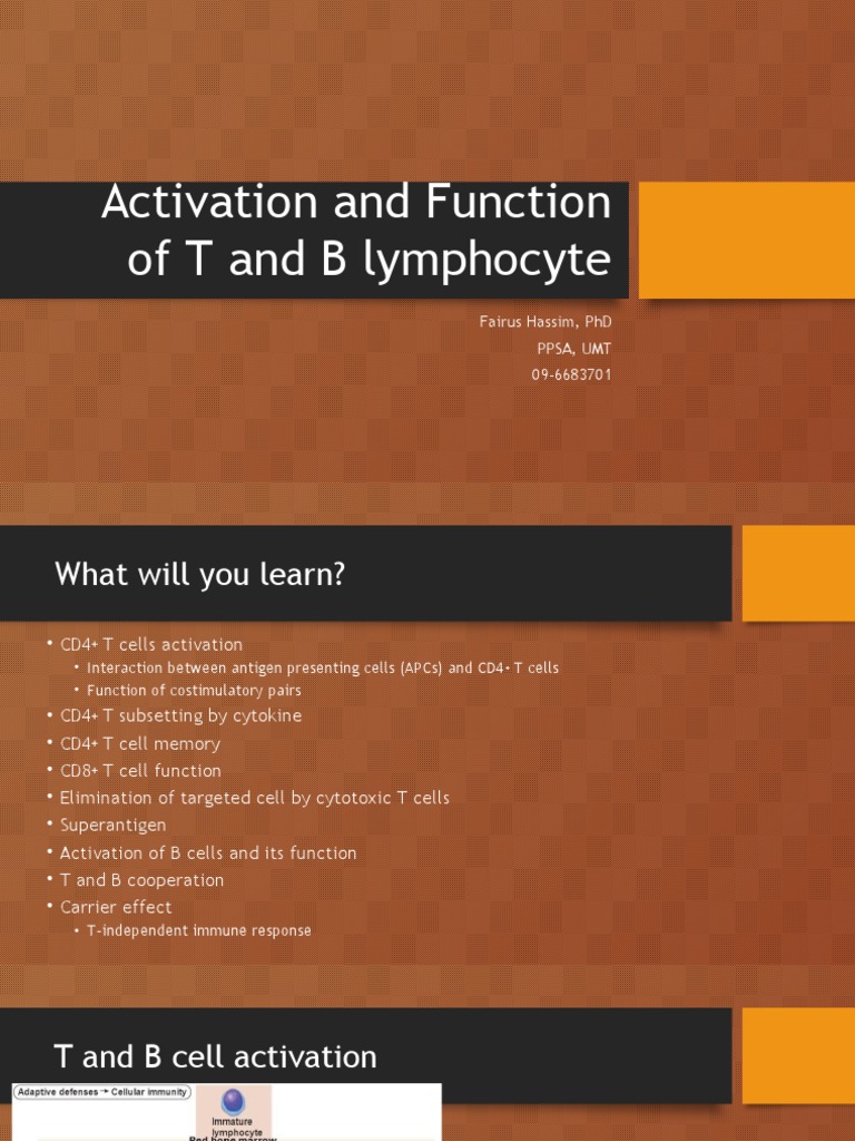 T Cell Activation and Function Overview | PDF | T Helper Cell | T Cell