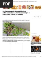 Conheça Os Poderes Medicinais e Nutricionais Dessa Planta Que Sempre é Confundida Com Erva Daninha