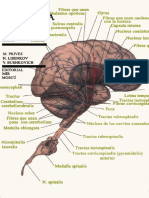 Prives Leyes de Vasos Sanguíneos PDF