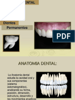 Anatomía dental