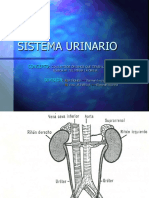 Sistema Urinario.pptx