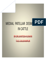 Medial Patellar Desmotomy in Cattle by Santh