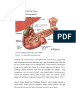 Anatomi Fisiologi Kantung Empedu Prabowo