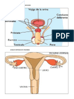 Aparato Reproductor Maculino