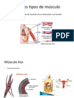 Los Tres Tipos de Músculo