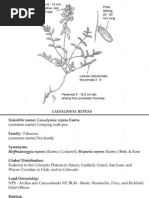 Download Caesalpinia repens  Utah Rare Plants by Friends of Utah Rare Plants SN35617264 doc pdf