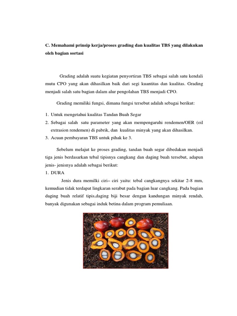 Proses Grading TBS di Pabrik Sawit | PDF