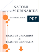 Bms 2 Sistem Urinarius