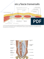 Fascias Apn y Region Inguinal