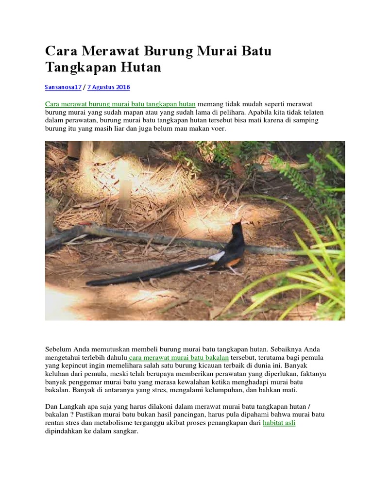 Cara Merawat Burung Murai Batu Tangkapan Hutan