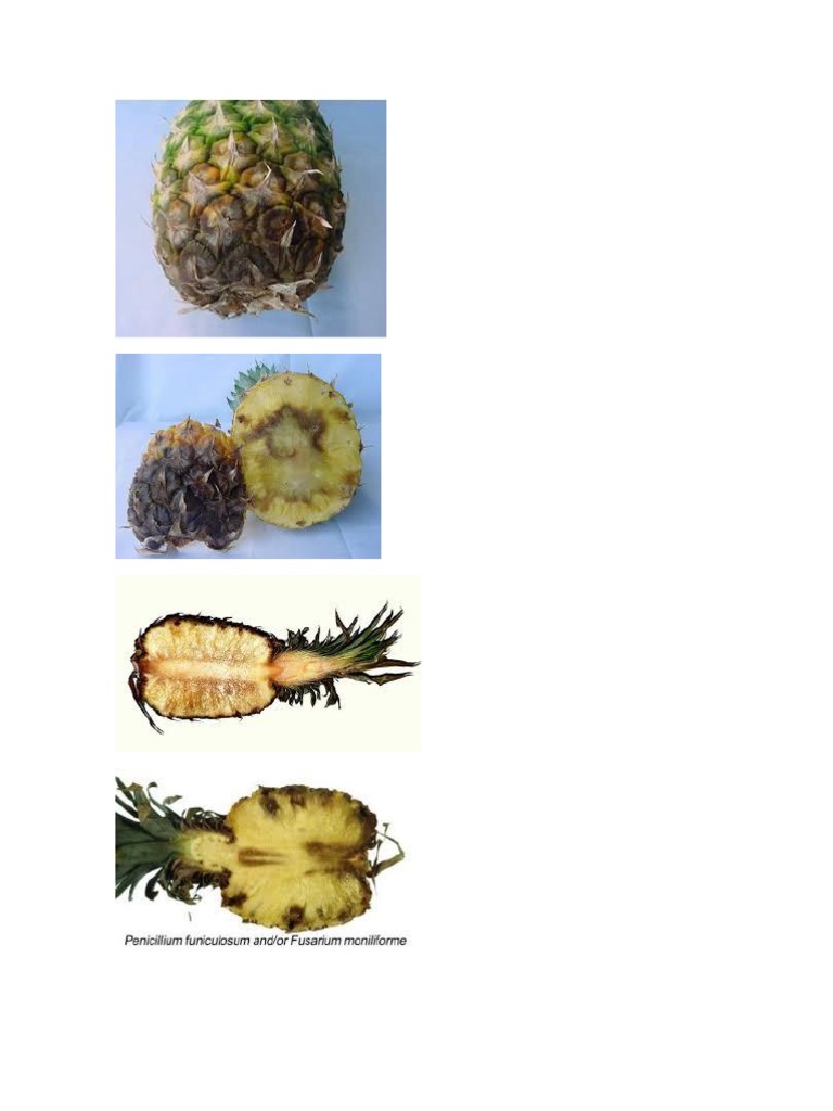 Control de Phytophthora en Piña | PDF | Hoja | Piña