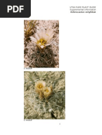 Katalog Tanaman Hias Plants Plant Hormone