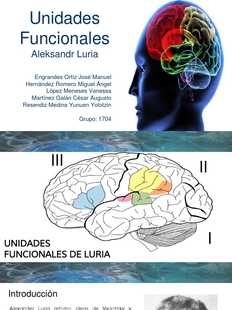 Unidades Funcionales de Luria | PDF | Cerebro | Órgano (anatomía)
