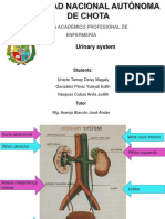 Urinary System